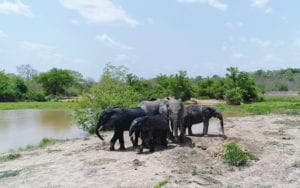 mole-national-park